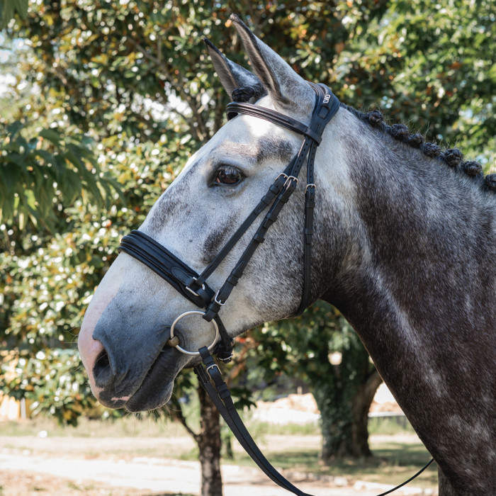 Dressage contact bridle