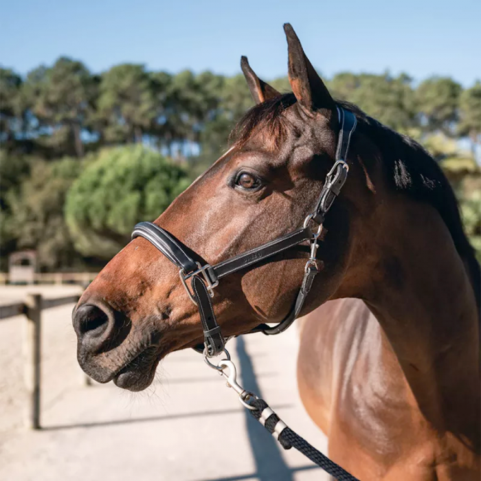 Sport Color stable halter