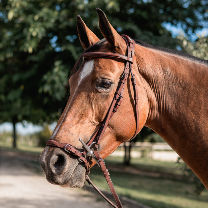 Drop noseband