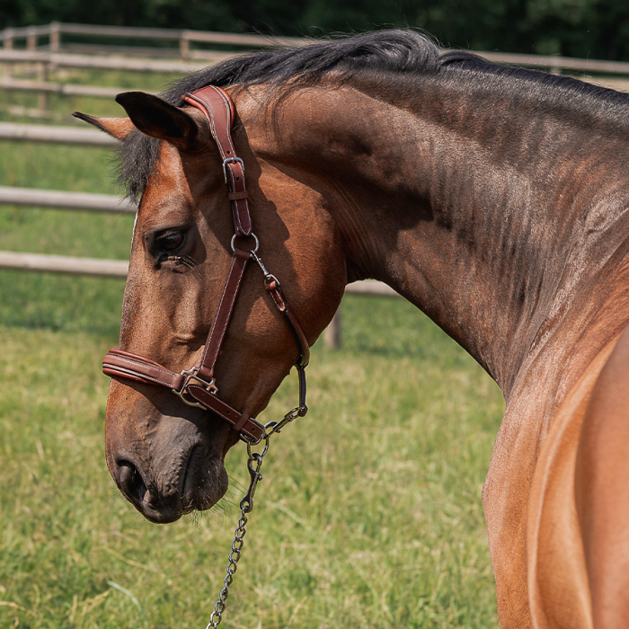 Stable halter